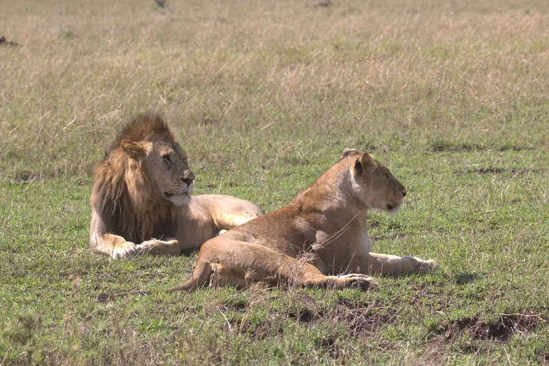Big Cat Expedition