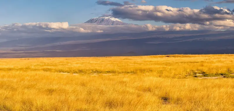 Kibo summit rising above golden savanna