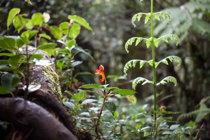 Impatiens kilimanjari, a flower of Kilimanjaro's rainforest zone