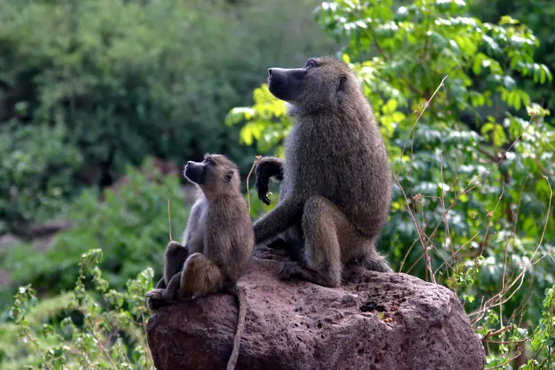 Olive baboons on a rock in Lake Manyara