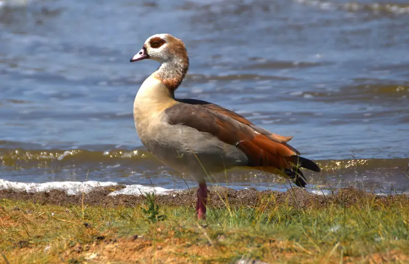 Egyptian goose on the shore of Lake Manyara