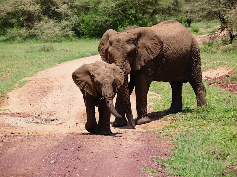 Elephants on a forest track in Lake Manyara National Park