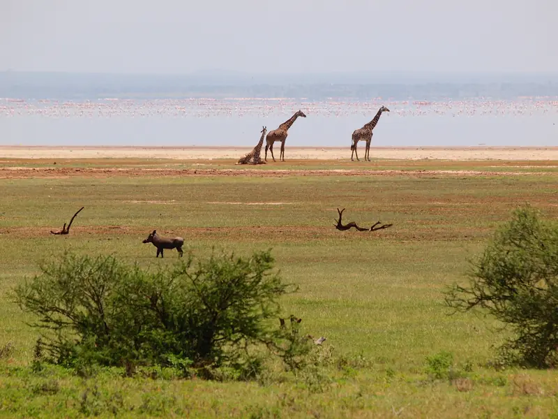 Giraffes on the lakeshore of Lake Manyara