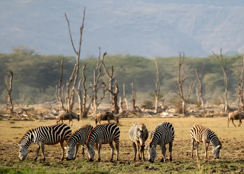 Zebras on the shore of Lake Manyara
