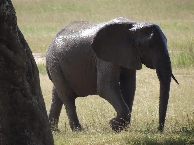 Elephant after a mud bath in Mikumi