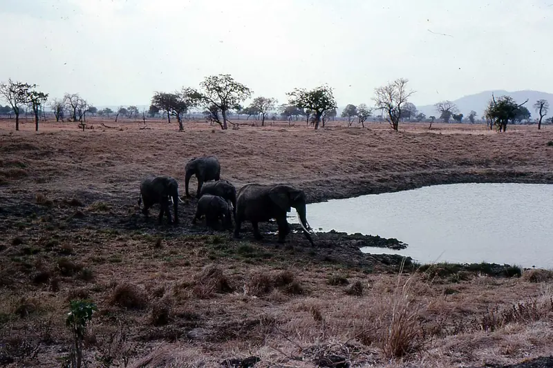 Elephants drinking at a pool in Mikumi