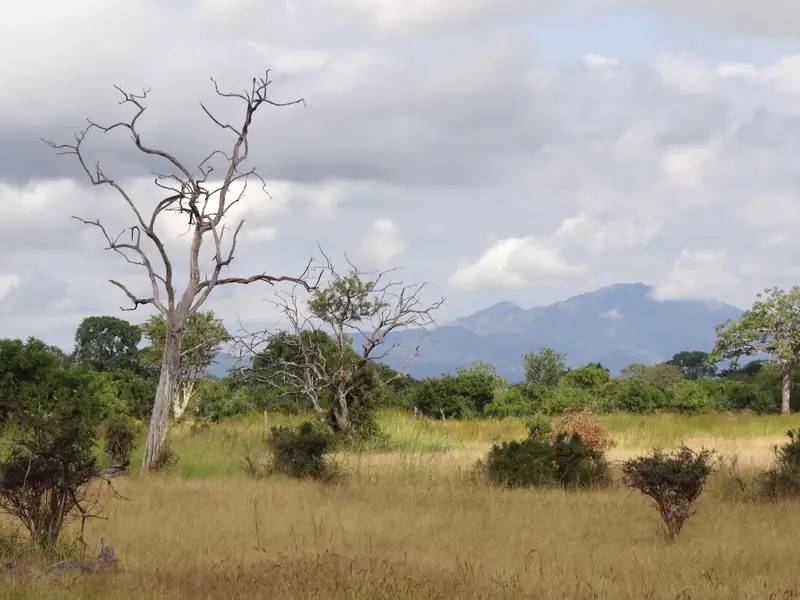 Open woodland and mountains in Mikumi National Park
