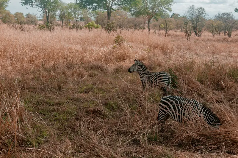 Zebras in the tall grass of Mikumi