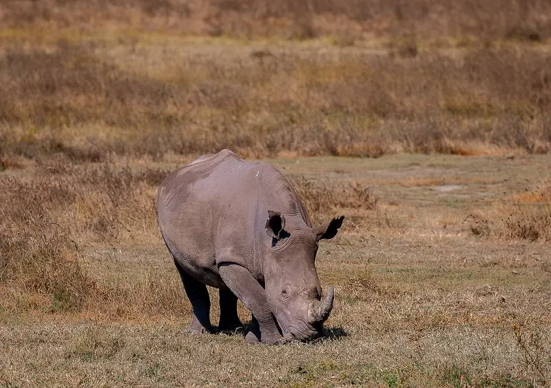 Black rhino grazing in Ngorongoro Crater