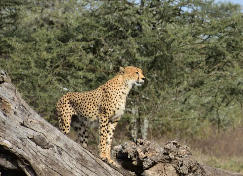Cheetah on a fallen tree in the Ngorongoro Conservation Area