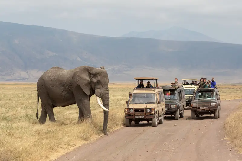 Elephant beside safari vehicles in Ngorongoro Crater