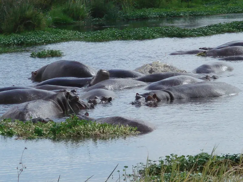 Hippos in a pool on the Ngorongoro Crater floor