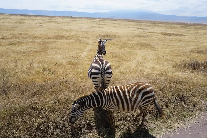 Two zebras in the Ngorongoro Crater