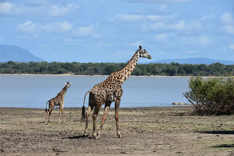 Giraffe and calf beside a lake in the Selous
