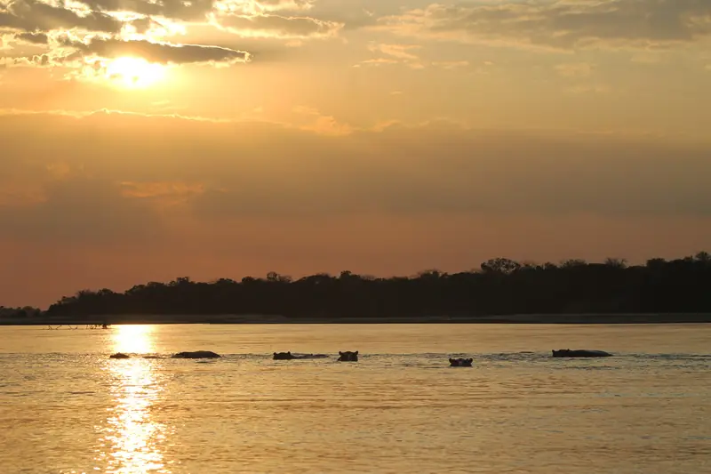 Hippos at sunset in the Selous
