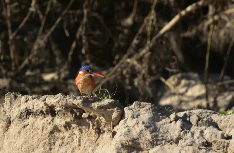 Malachite kingfisher in the Selous