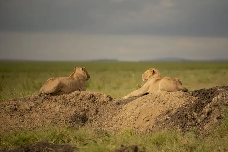 Lionesses resting on a termite mound in the Serengeti