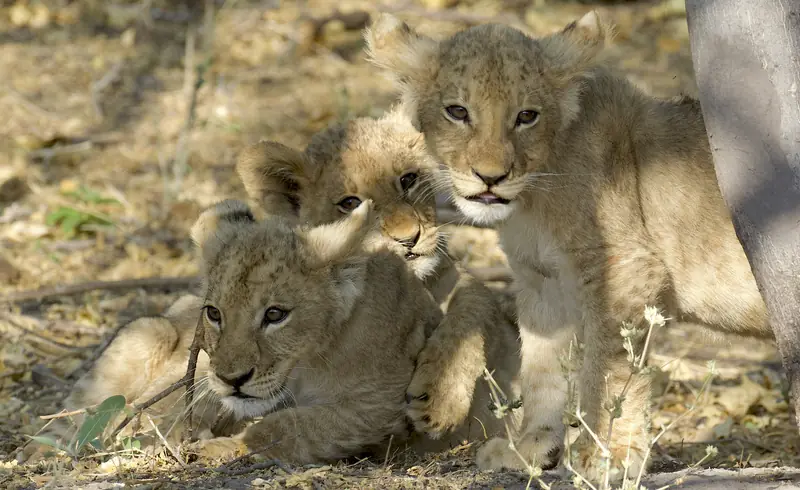 Lion cubs in the Serengeti