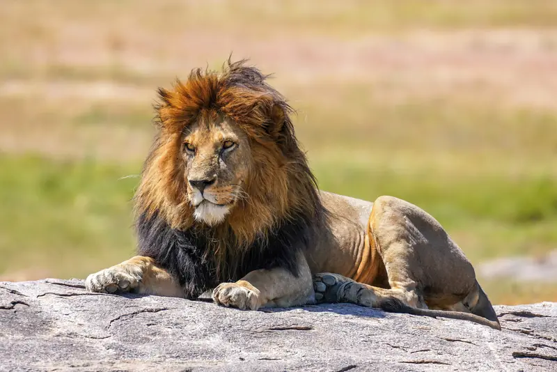 Male lion resting on a granite kopje in the Serengeti