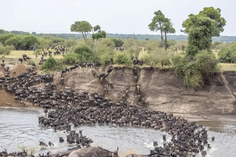 Wildebeest herds pouring down a riverbank in the northern Serengeti