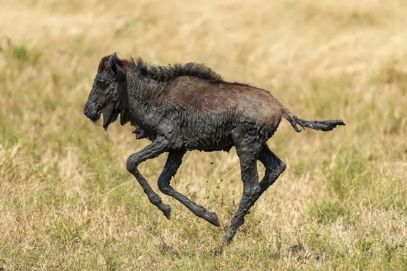 Young wildebeest running across the Serengeti grass