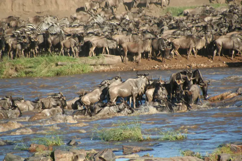 Wildebeest crossing a river during the Great Migration