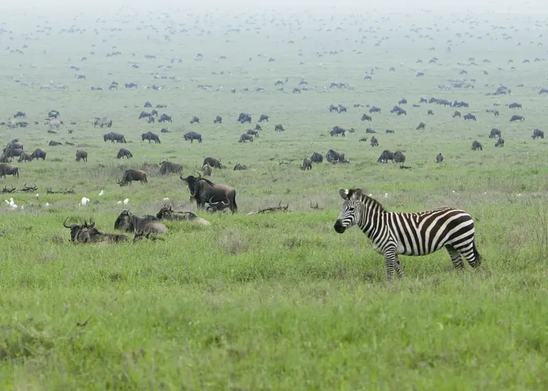 Zebra among the migrating herds on the Serengeti plains