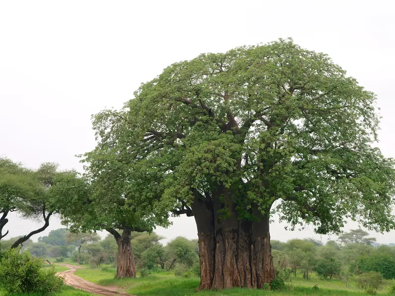 Giant baobab tree in Tarangire National Park