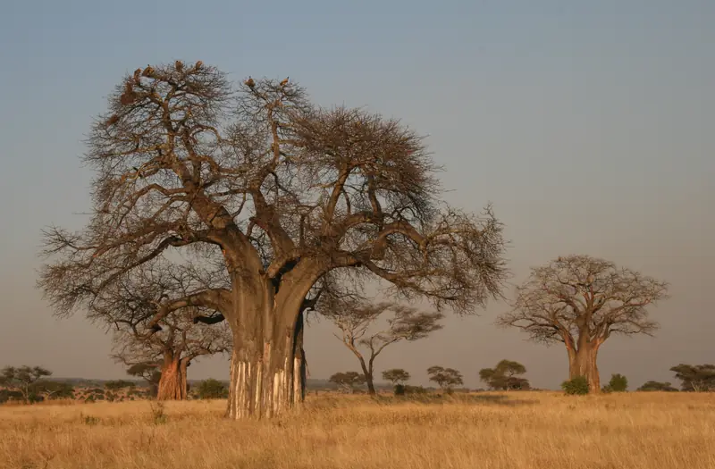 Baobab trees at golden hour in Tarangire