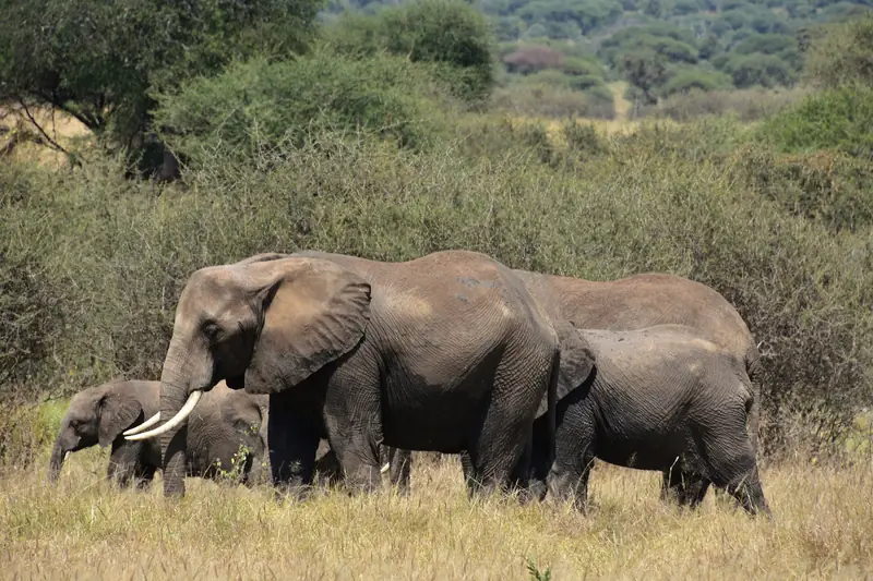 Elephant herd with calves in Tarangire