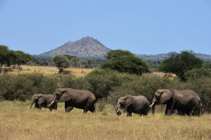 Elephant herd walking beneath a hill in Tarangire