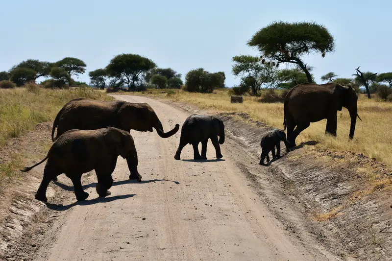 Elephants crossing a track in Tarangire National Park