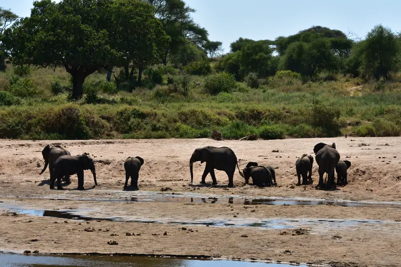 Elephant family at the Tarangire River