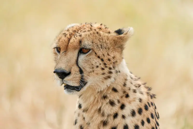 Close-up of a cheetah