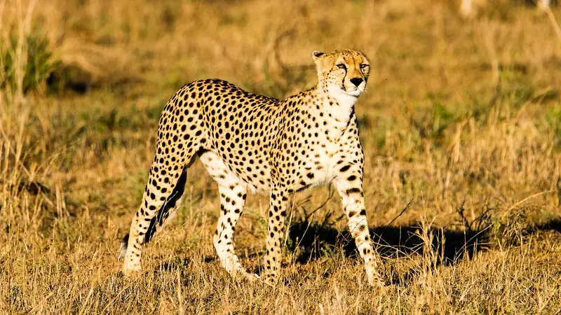 Cheetah in the Seronera Valley
