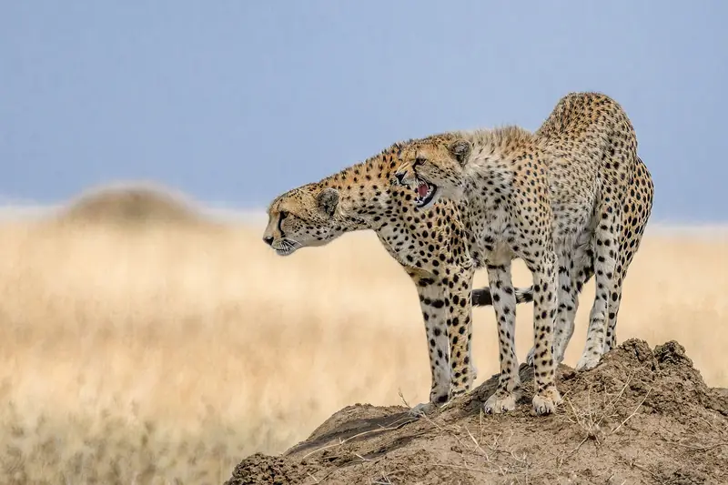 Cheetahs scanning the plains from a termite mound
