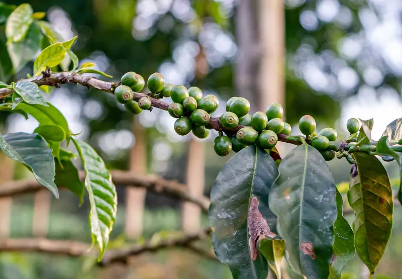 Green coffee cherries on a farm near Karatu
