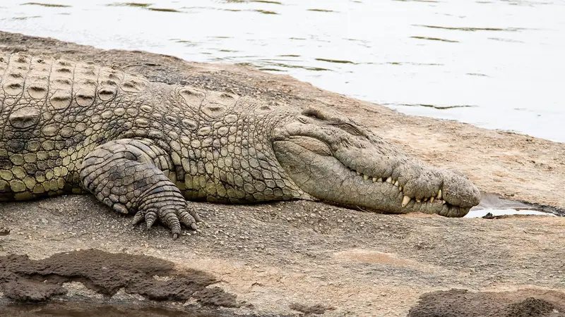 Nile crocodile at the river's edge