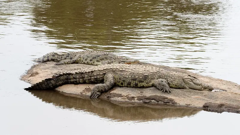 Nile crocodiles basking on a sandbank in the river