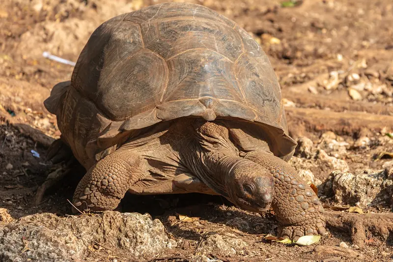 Giant Aldabra tortoise