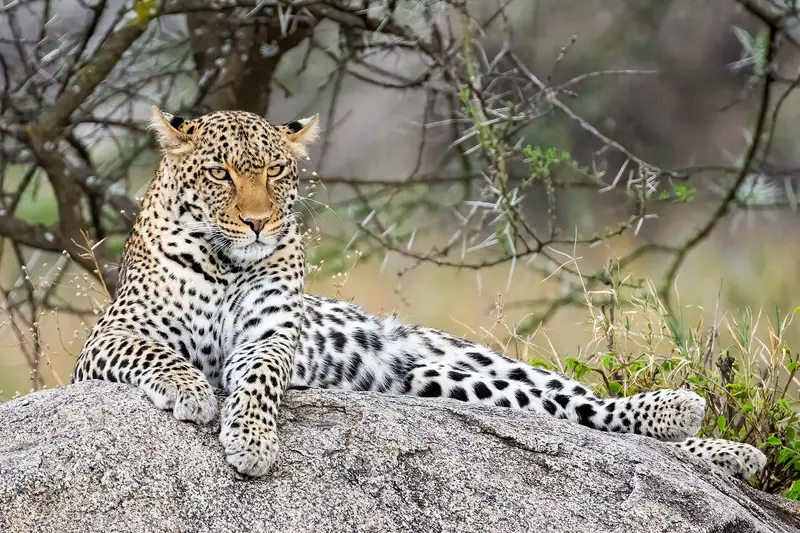 Leopard lounging on a granite rock