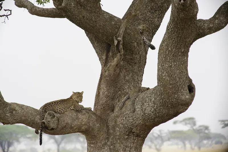 Leopard stretched out on a branch