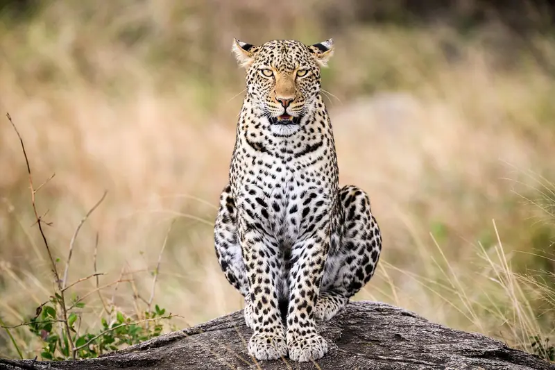 Leopard sitting on a rock