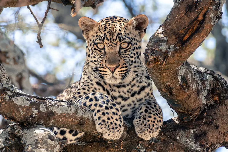 Young leopard resting in a tree