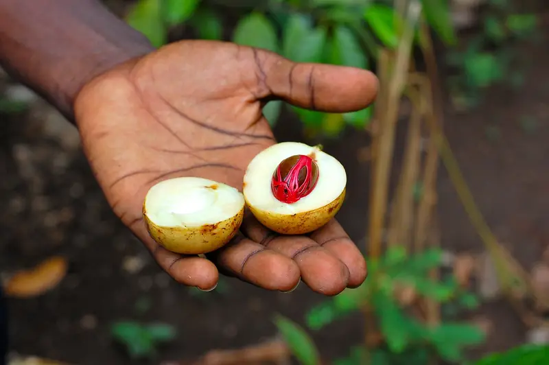 Fresh nutmeg on a Zanzibar spice farm