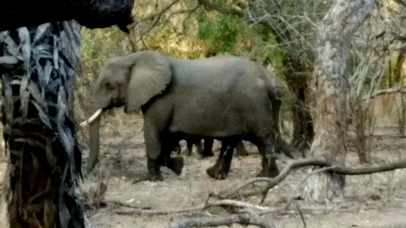 Elephant browsing in the Selous woodland