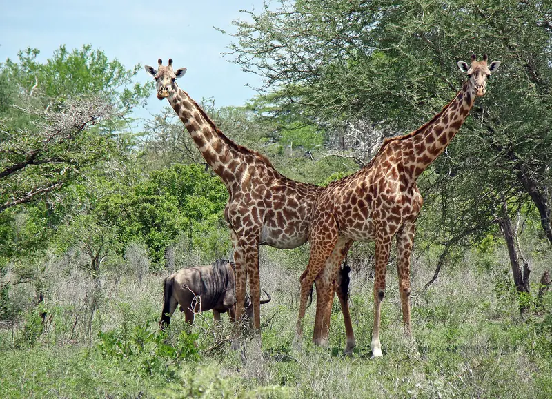 Giraffes and a wildebeest in the Selous