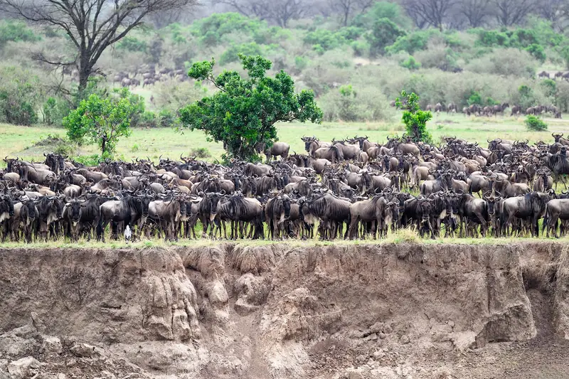 Wildebeest massed on a riverbank before crossing