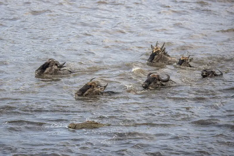 Wildebeest swimming across the river