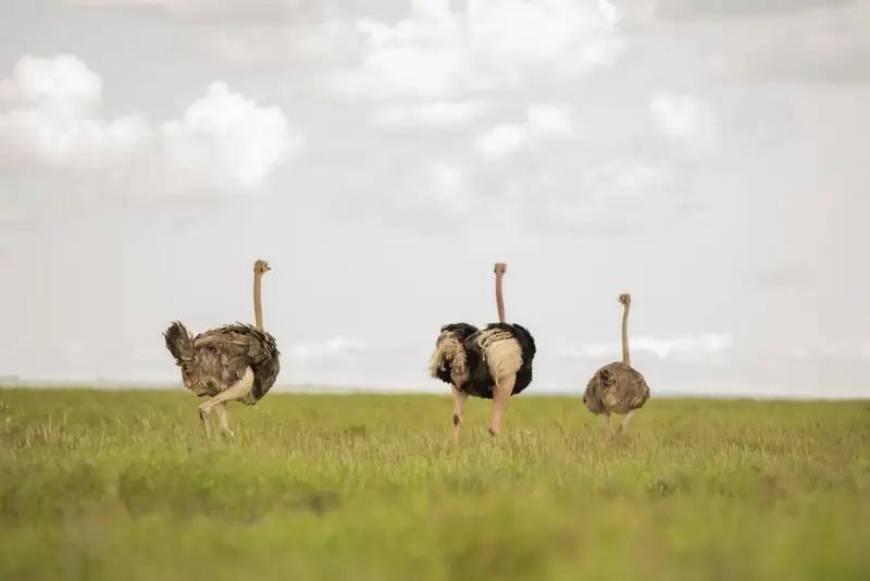 Ostriches on the plains